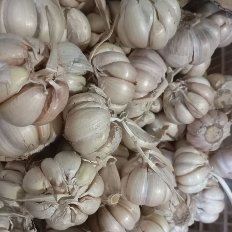 

bawang putih