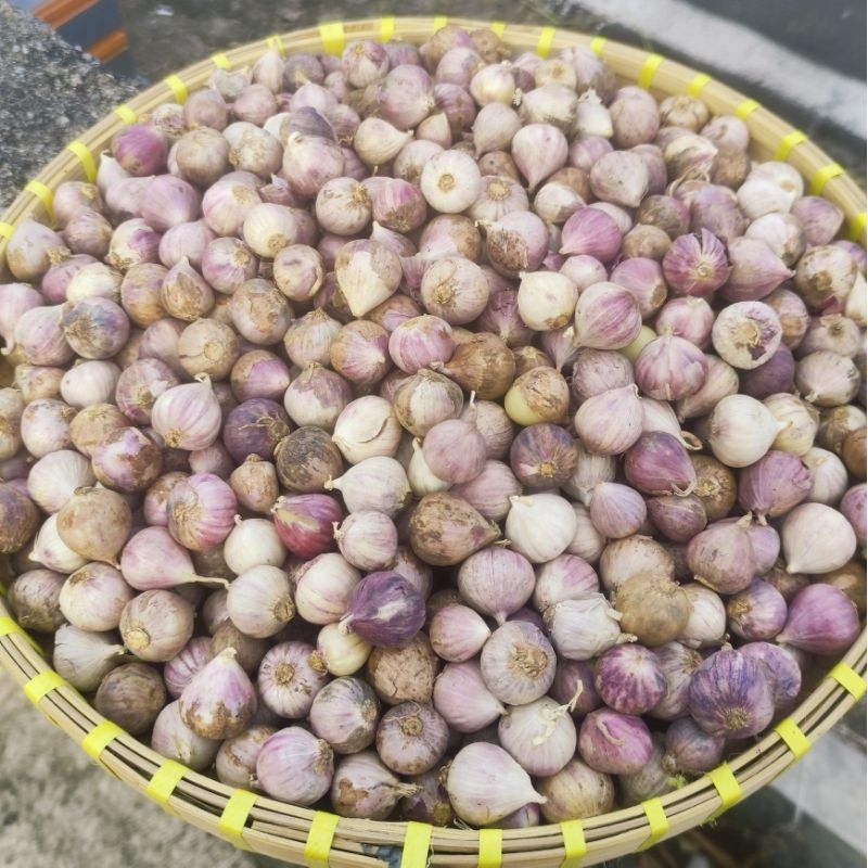 

1Kg Bawang Tunggal Bawang Lanang size KECIL Import SUPER