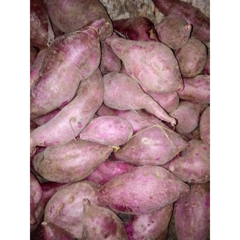 

Ubi jalar Ungu