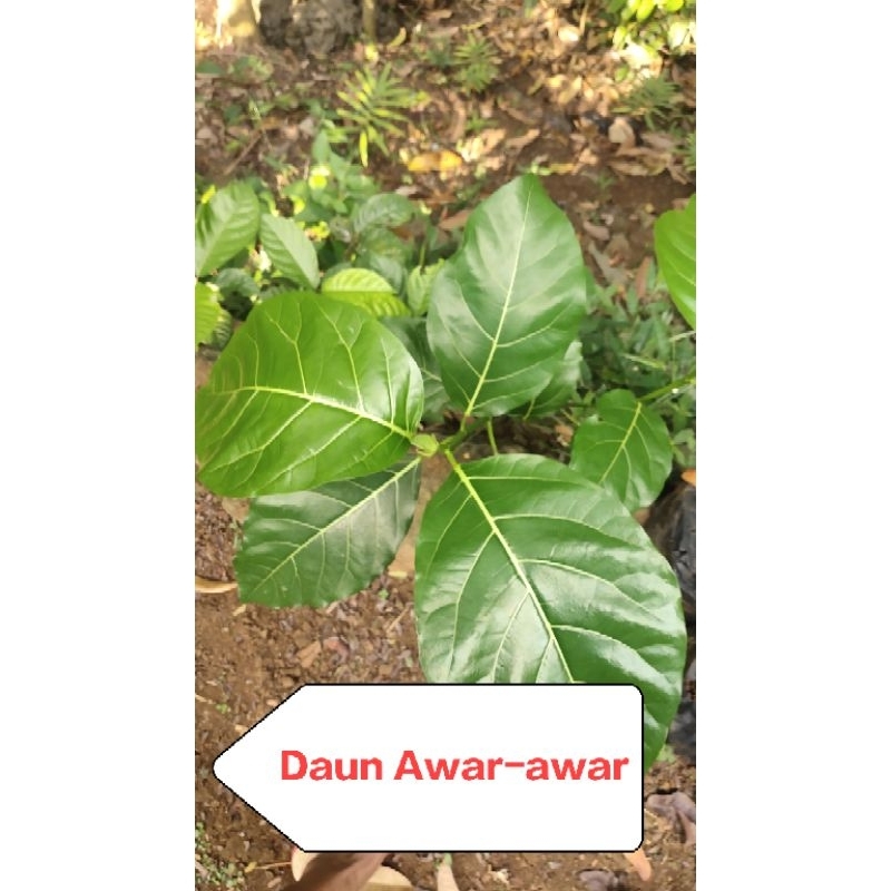 

Daun awar awar per 5 lembar