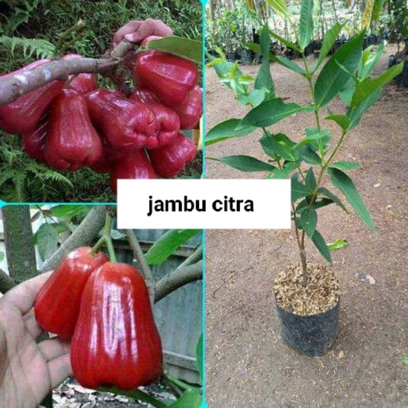 

indukan jambu citra