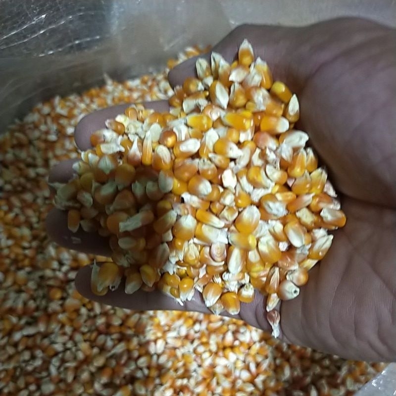 jagung super sekarung isi 25kg pakan ayam merpati dara