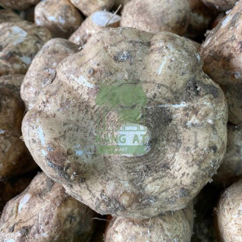 

Buah Bengkuang