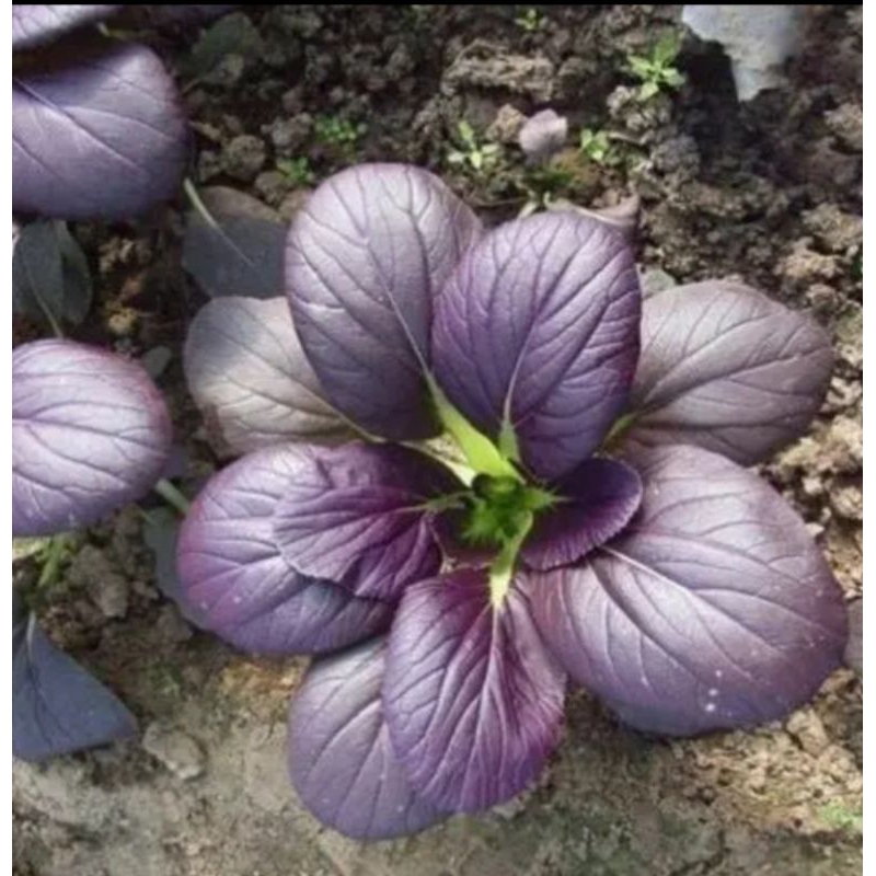 30 BENIH SAWI PAKCOY UNGU