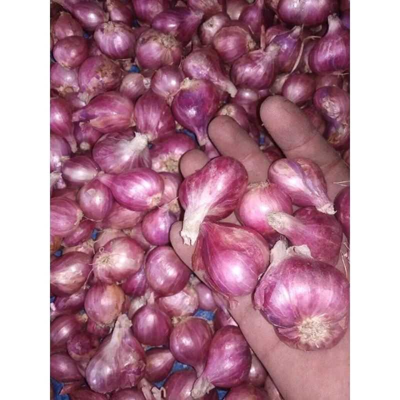

bawang merah Lokal Demak dan Brebes