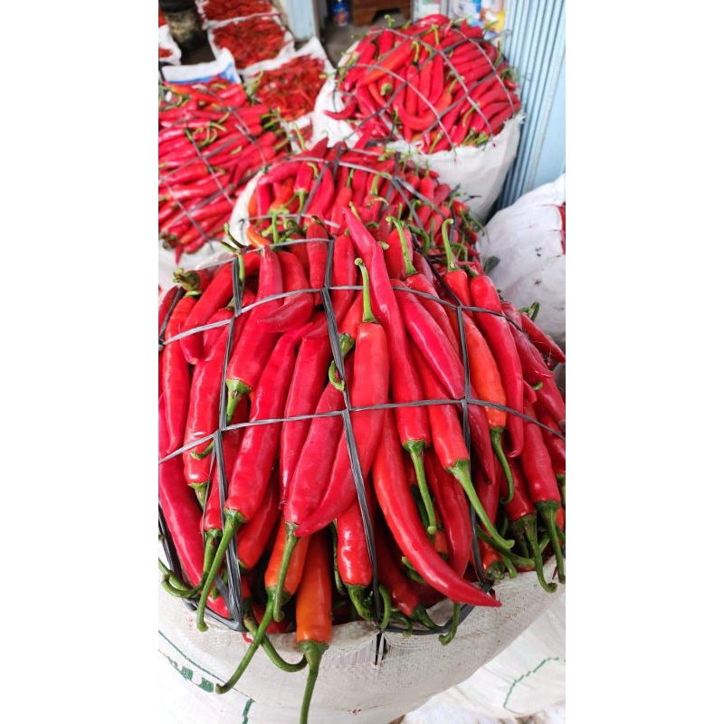

Cabe Merah Besar TW