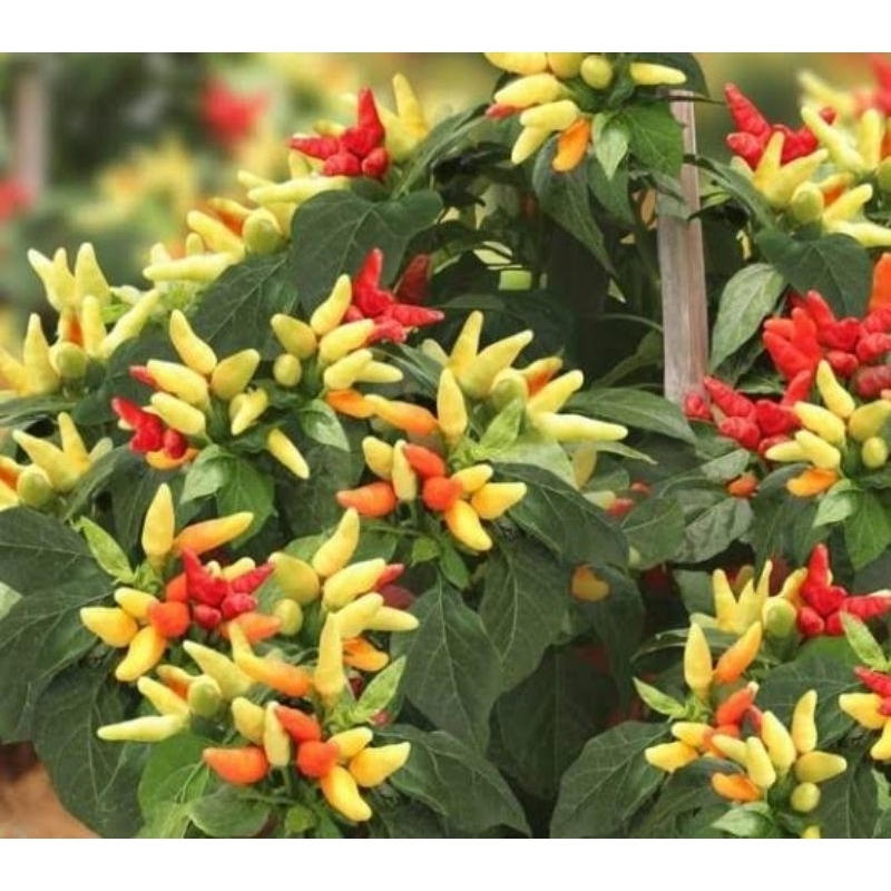 BIJI | BENIH CABE RAWIT PRENTUL KLASTER