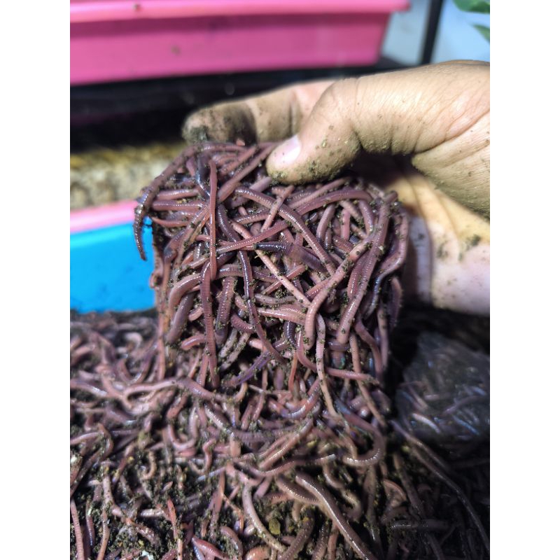 Umpan mancing banyak di cari cacing merah 80 ekor bersih
