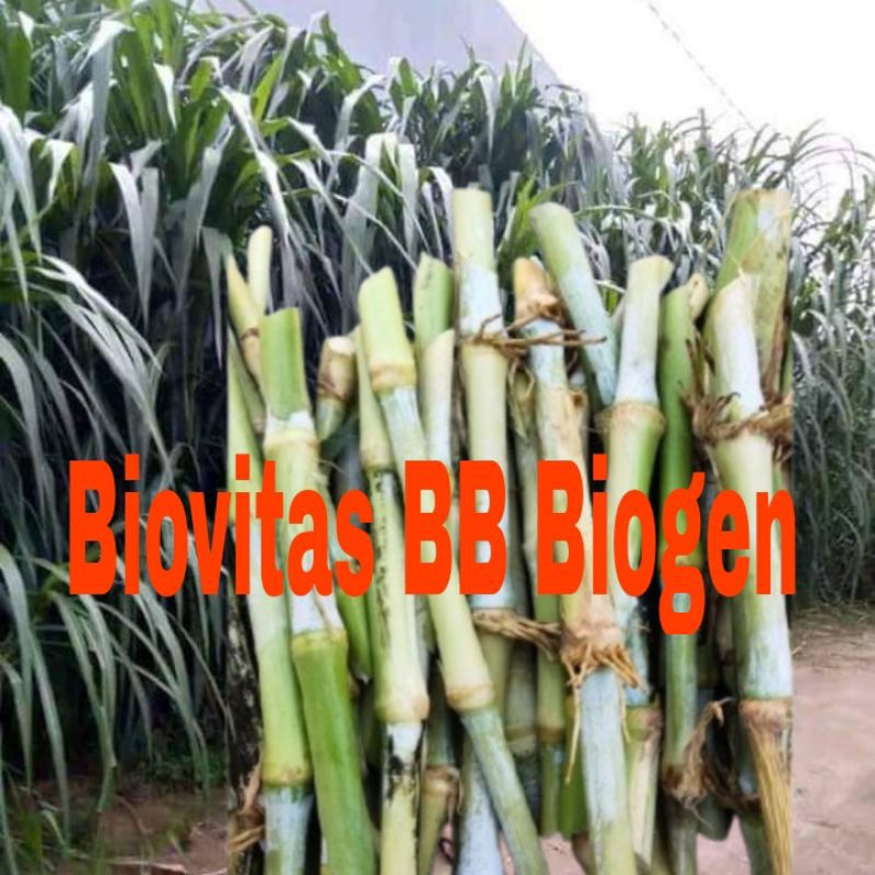BIBIT RUMPUT BIOVITAS BB BIOGEN 1 KG MURAH
