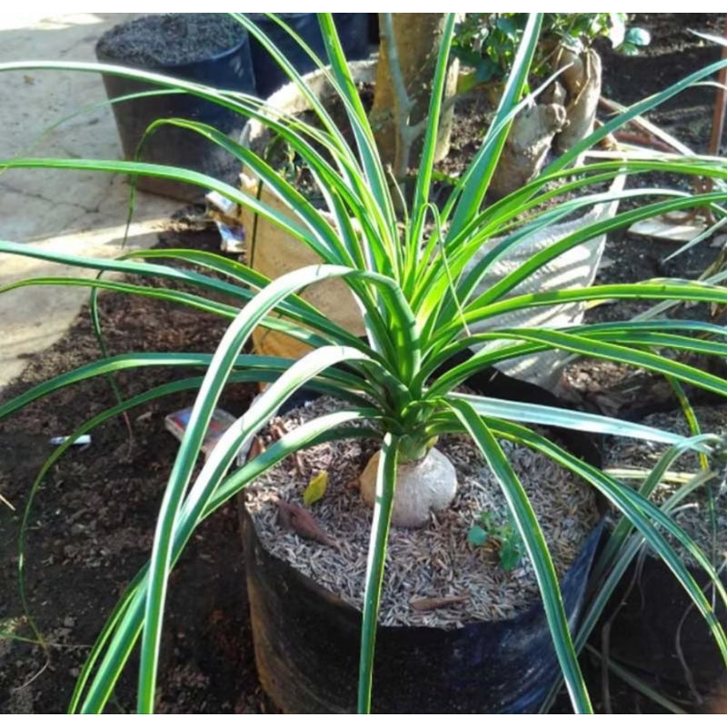 TERBARU TANAMAN HIAS PALEM NOLINA BONGGOL BESAR SIAP PAJANG