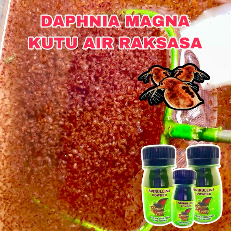 Kutu Air Raksasa Daphnia Magna Starter Pakan Ikan Hias Cupang / Guppy