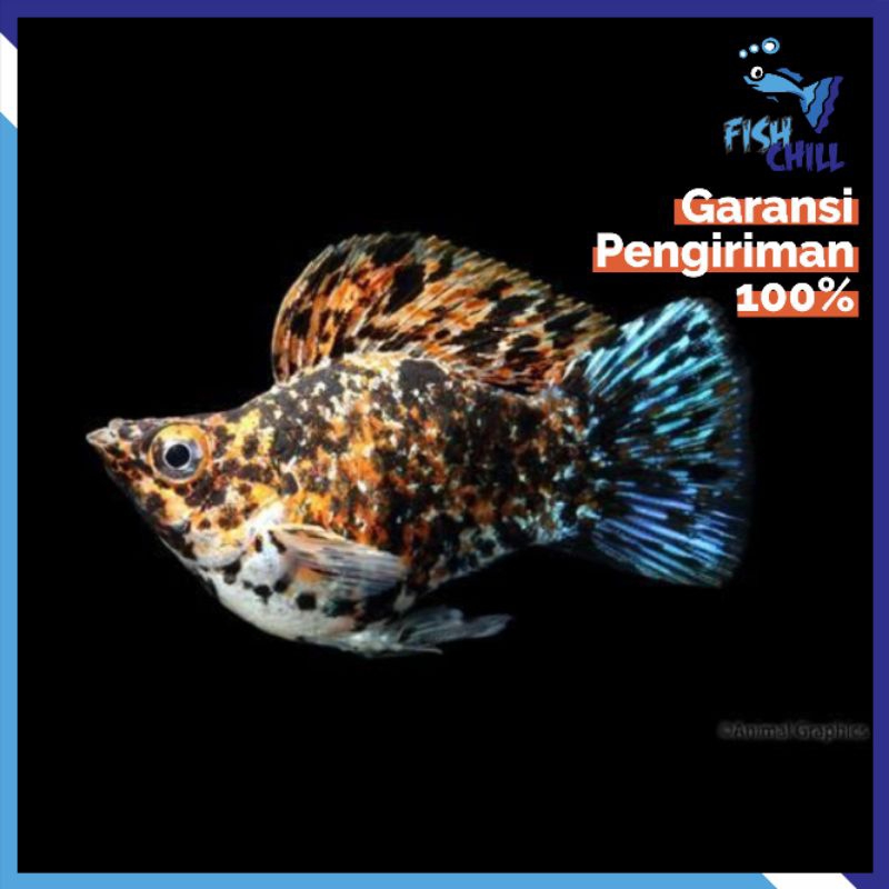 Hiasan Aquarium • MOLLY BALON CALICO • Aquascape Soliter Mini Lampu LED Batu Pasir Malang Aksesoris 