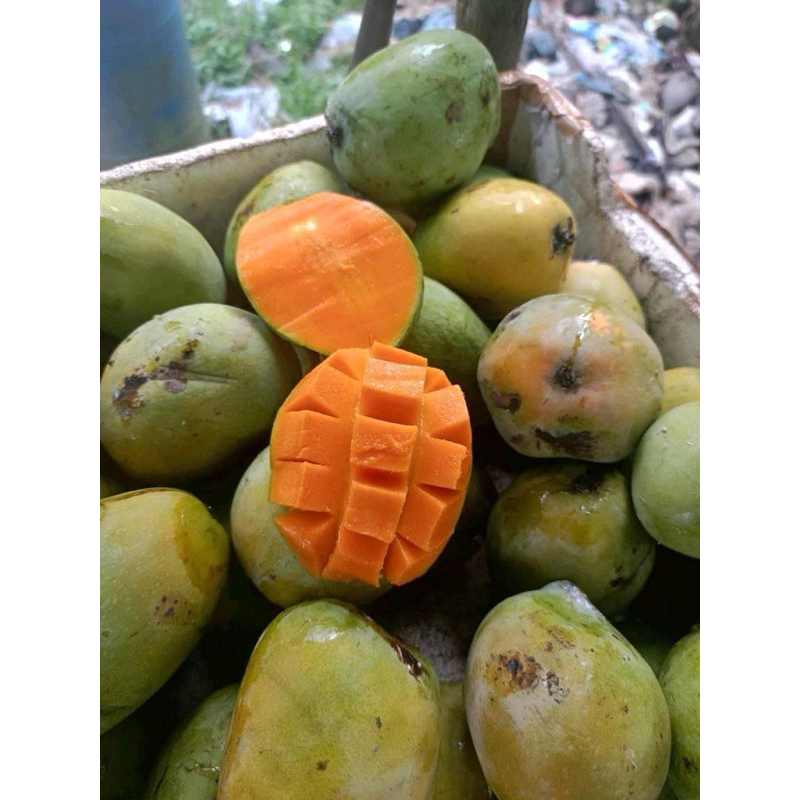 

Mangga Indramayu manis