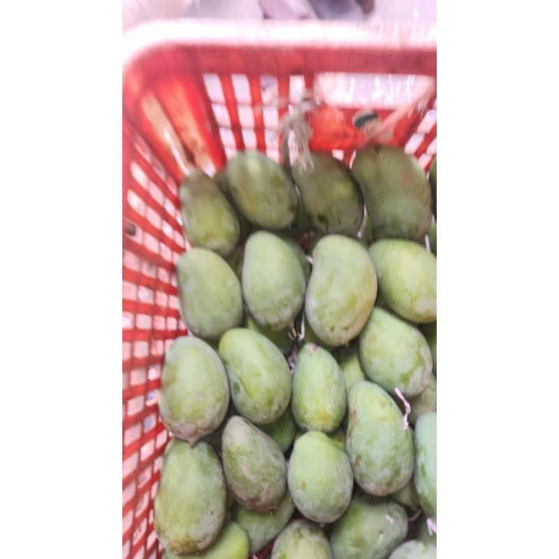 

Mangga Arum Manis masak pohon