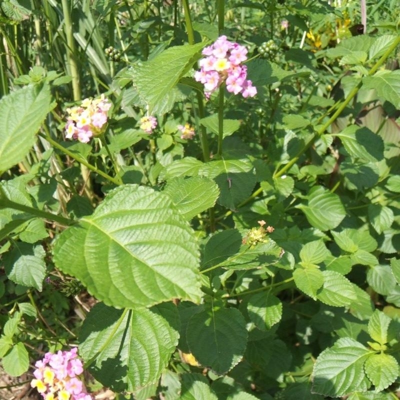 

Daun puyengan herbal