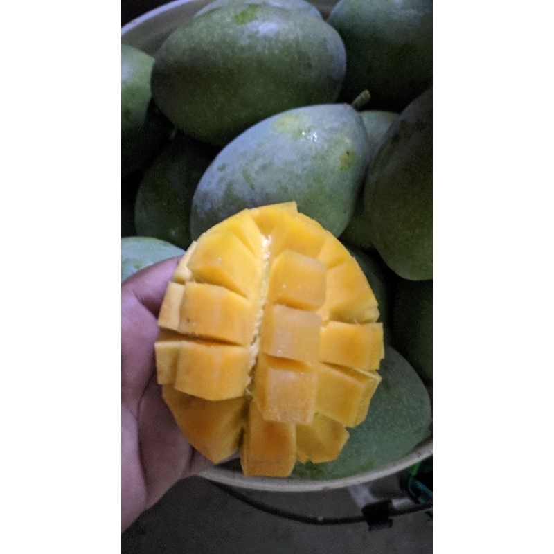 

HARGA 1KG 3-5 BUAH MANGGA MANALAGI//MANGGA MADU.