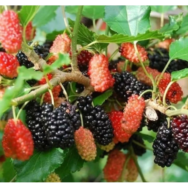 Tanaman Buah Murbai sudah berbuah