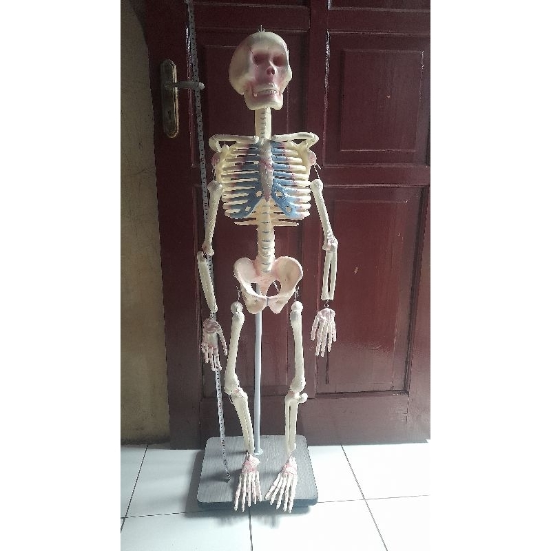 MODEL KERANGKA MANUSIA MINI, KERANGKA MANUSIA MODEL ANAK - ANAK