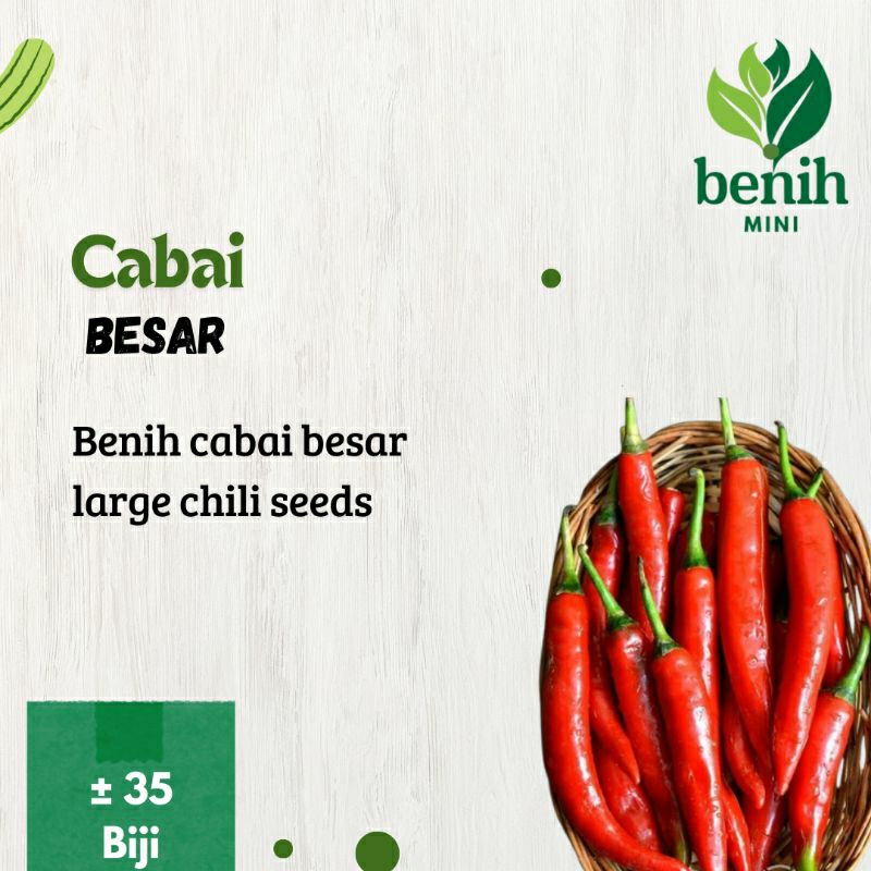 Benih Cabe Merah Besar