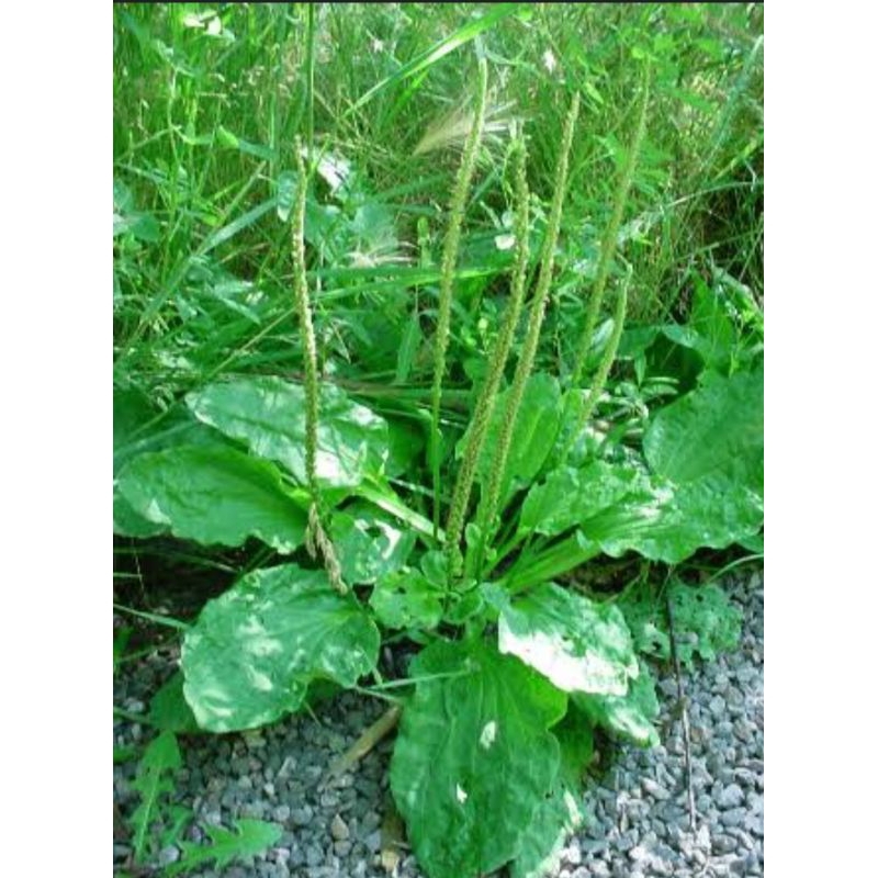 

Daun ki urat fres 500 gr