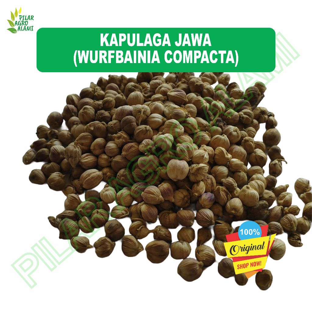 

Kapulaga/kapologo/kapol jawa sudah kering