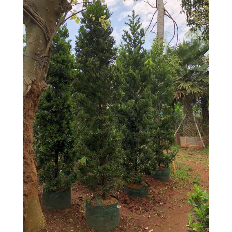 Pohon lohansung taiwan tanaman lohansung