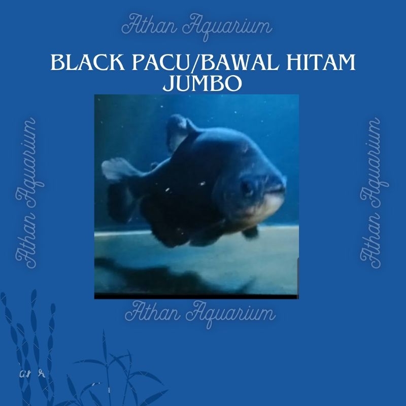 Black pacu / bawal hitam jumbo size 50cm