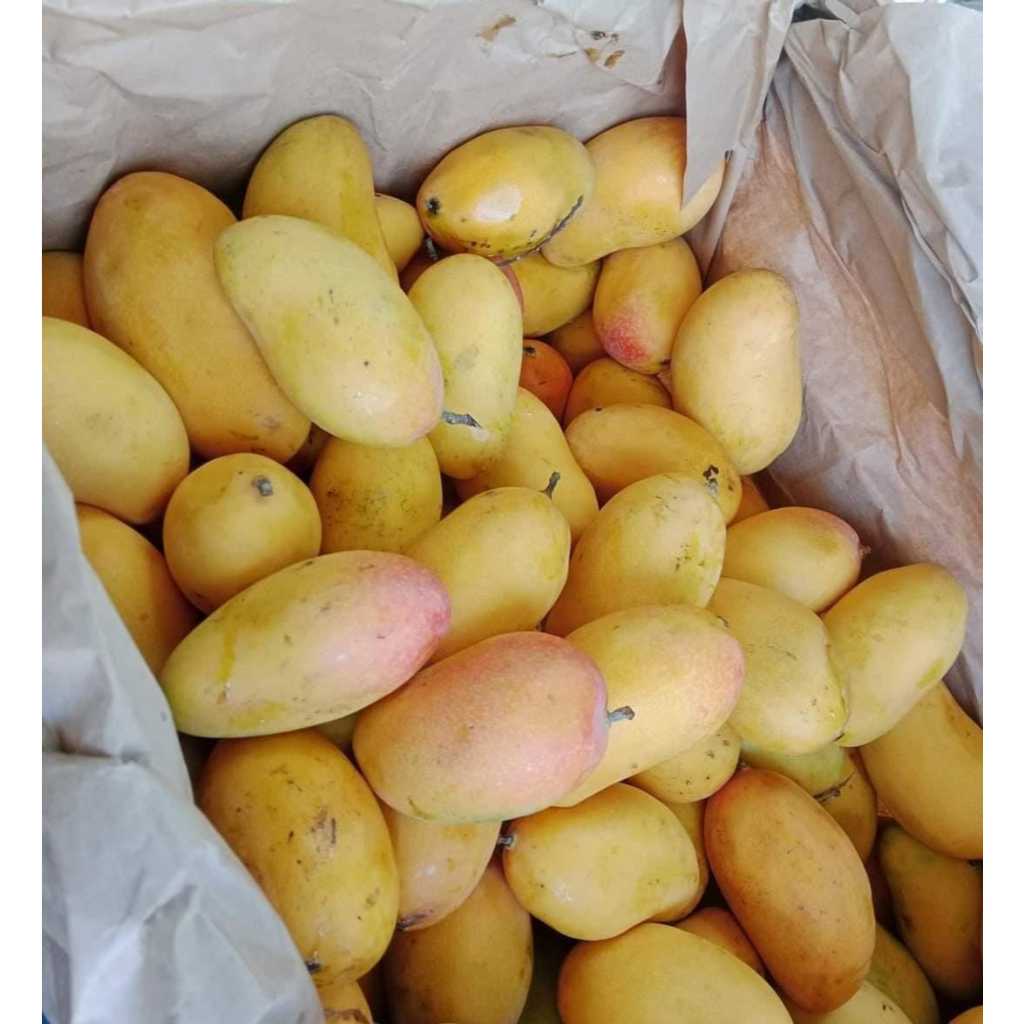 

Buah Mangga Podang 1kg