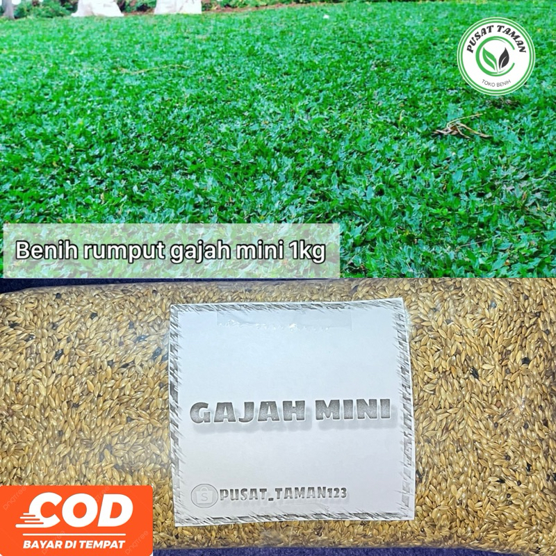 1kg benih rumput gajah mini/ rumput gajah mini