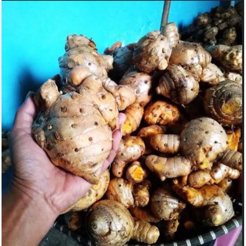 

Temulawak segar organik - koneng gede segar 1 kg