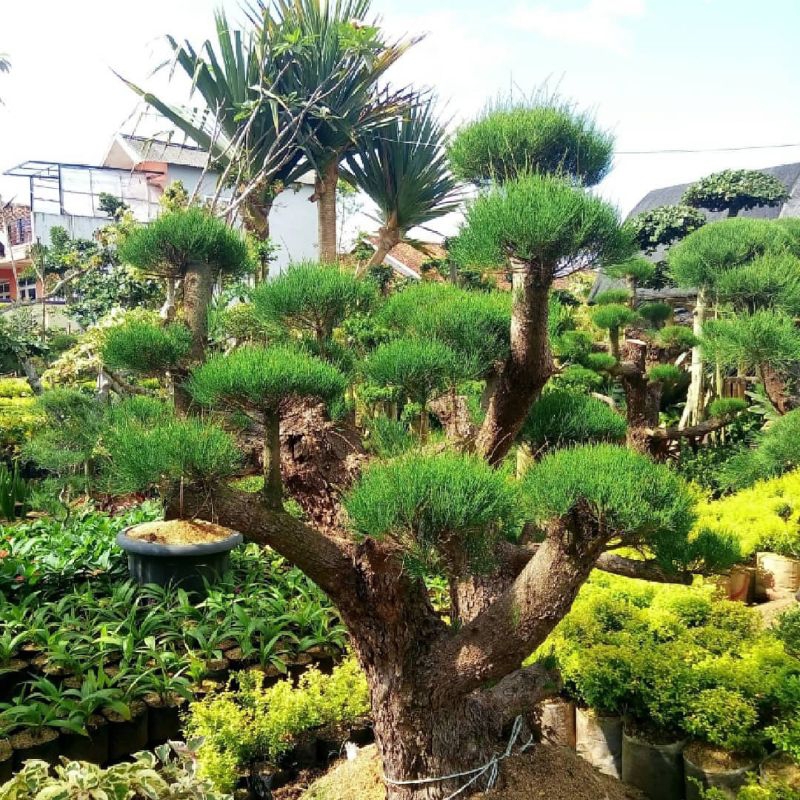Bonsai cemara udang / bonsai taman/pohon bonsai