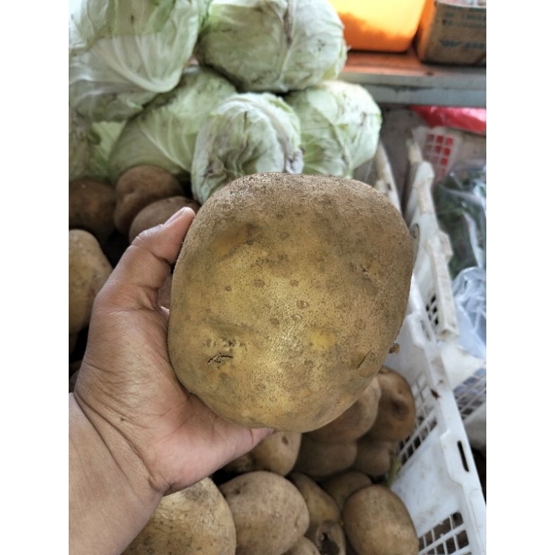 

KENTANG DIENG KUNING 1KG