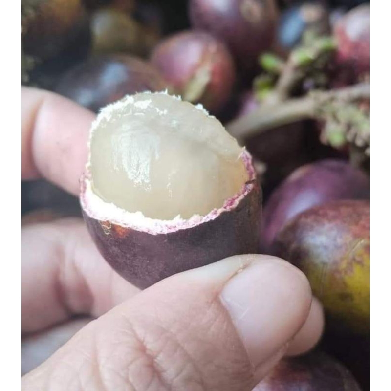 

Buah Matoa
