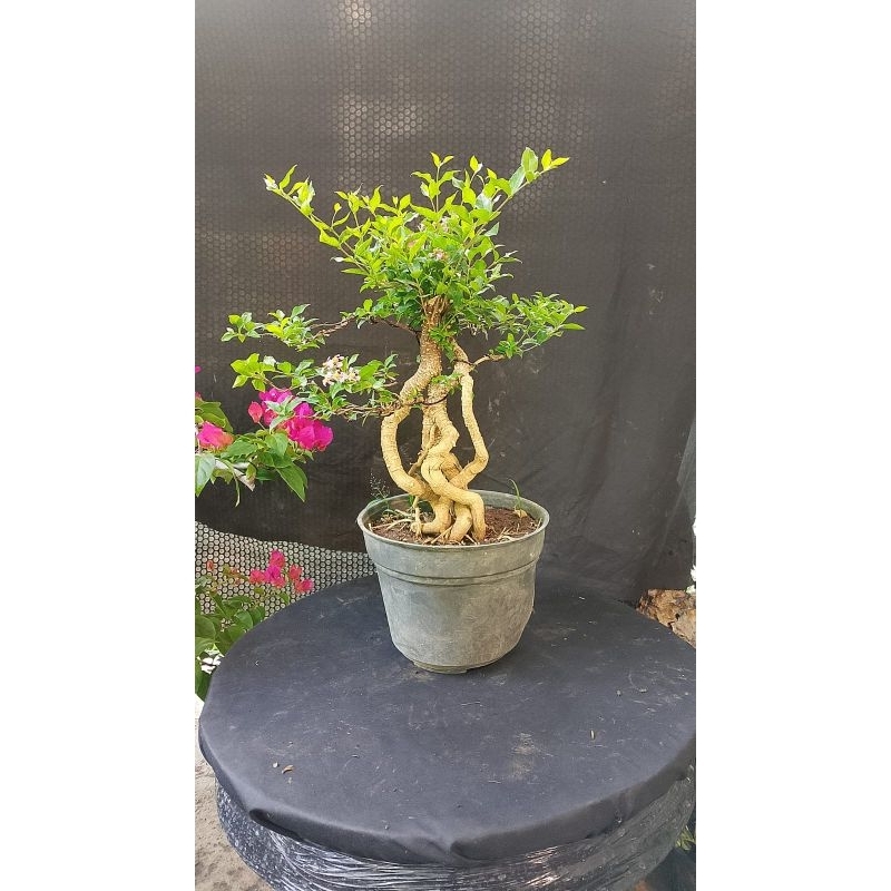 BONSAI SAKURA MICRO SIAP PAJANG