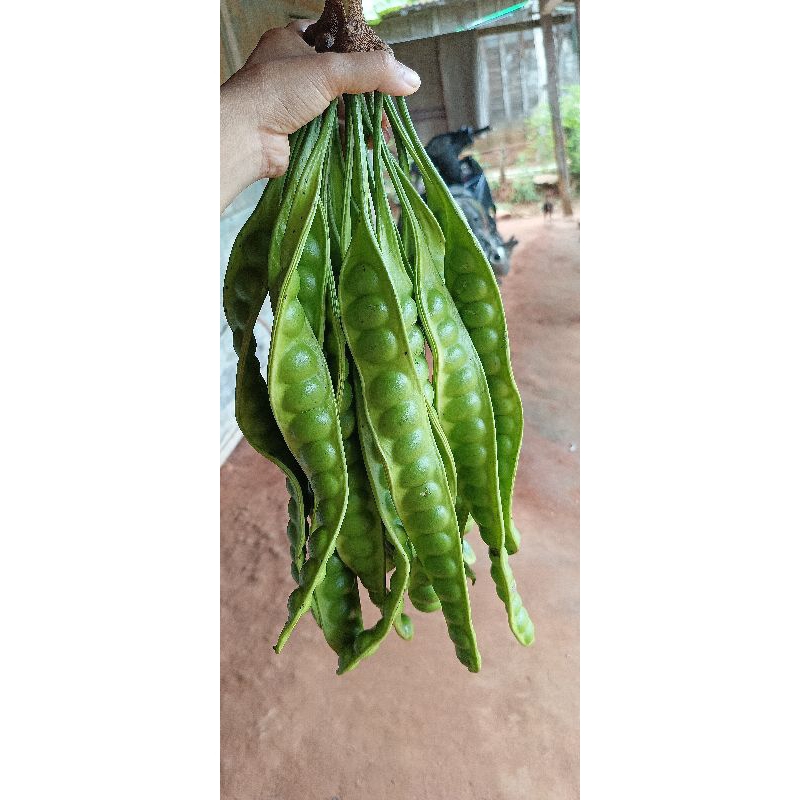 

petai muda per iket isi 10 lonjor atau 10 papan petai