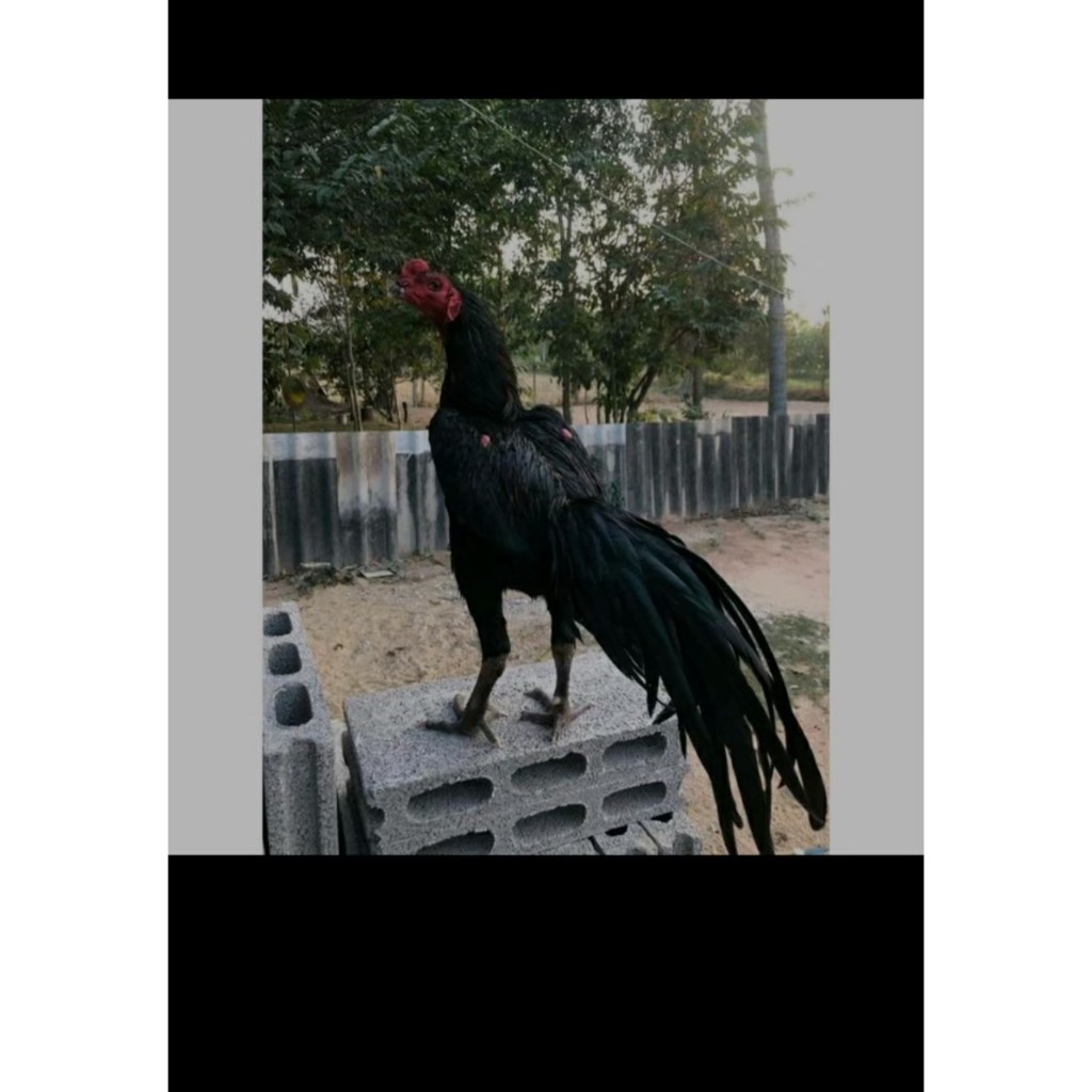 TELUR AYAM BANGKOK PHAKOY KUMBANG BRAKOT FERTIL SIAP UNTUK DITETASKAN