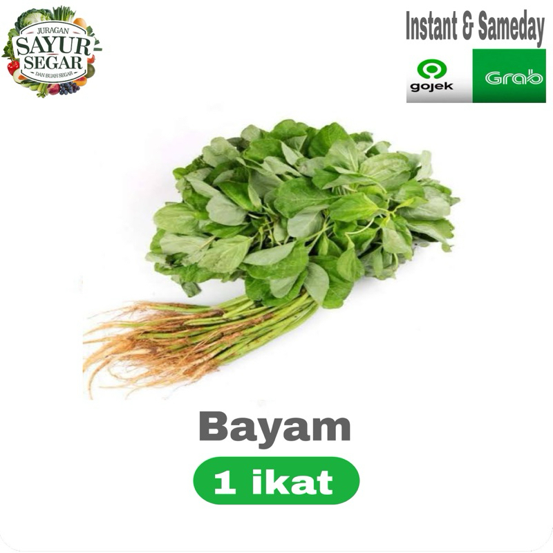 

Sayuran BAYAM/BAYEM segar 1 ikat murah