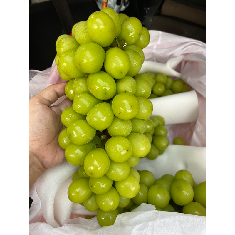 

ANGGUR SHINE MUSCAT KHUSUS GOSEND MEDAN