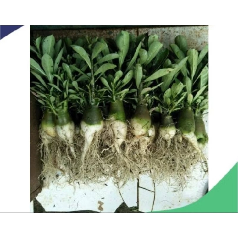 BIBIT ADENIUM BUNGA SINGLE