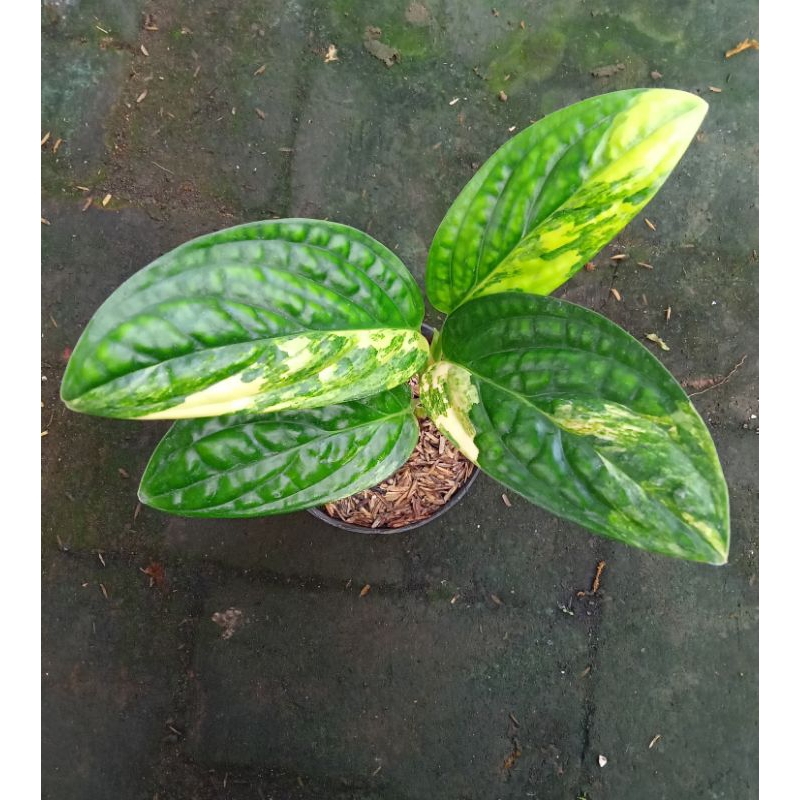 Monstera Peru / Karstenianum Varigata