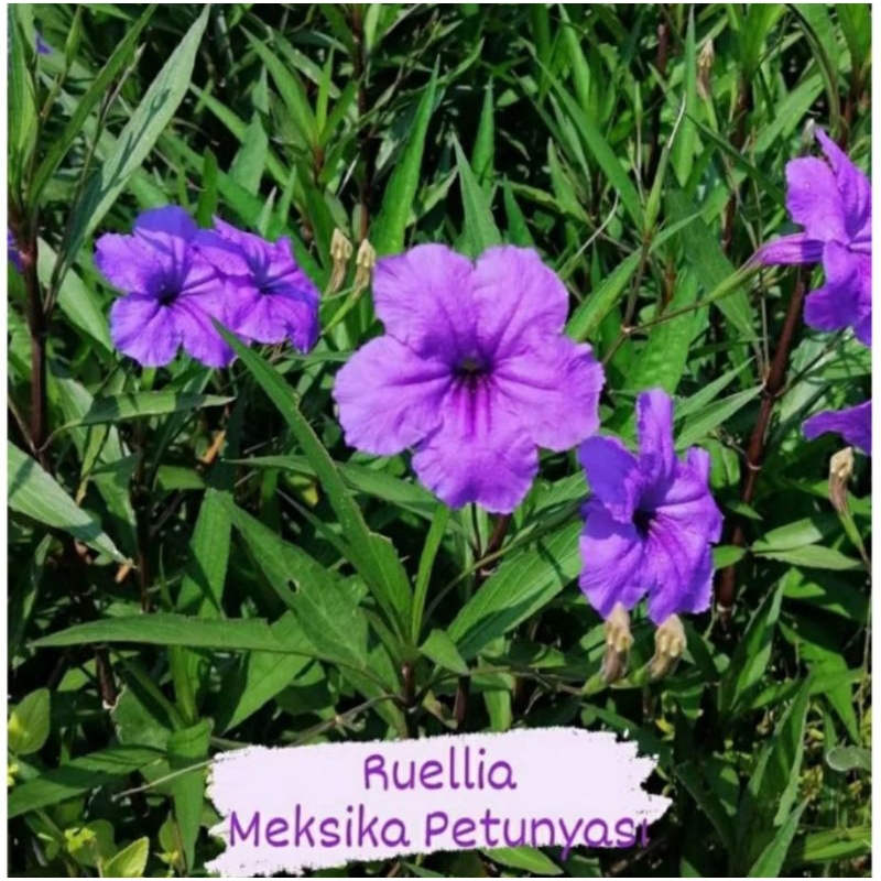 tanaman Hias ruellia meksika petunyasi