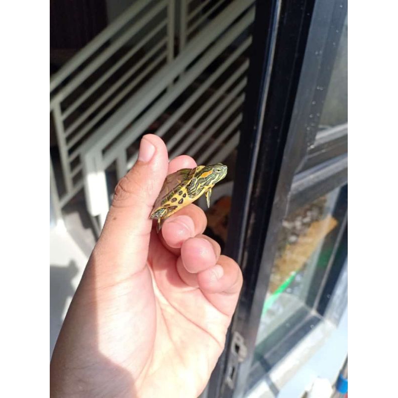 kura kura Brazil baby