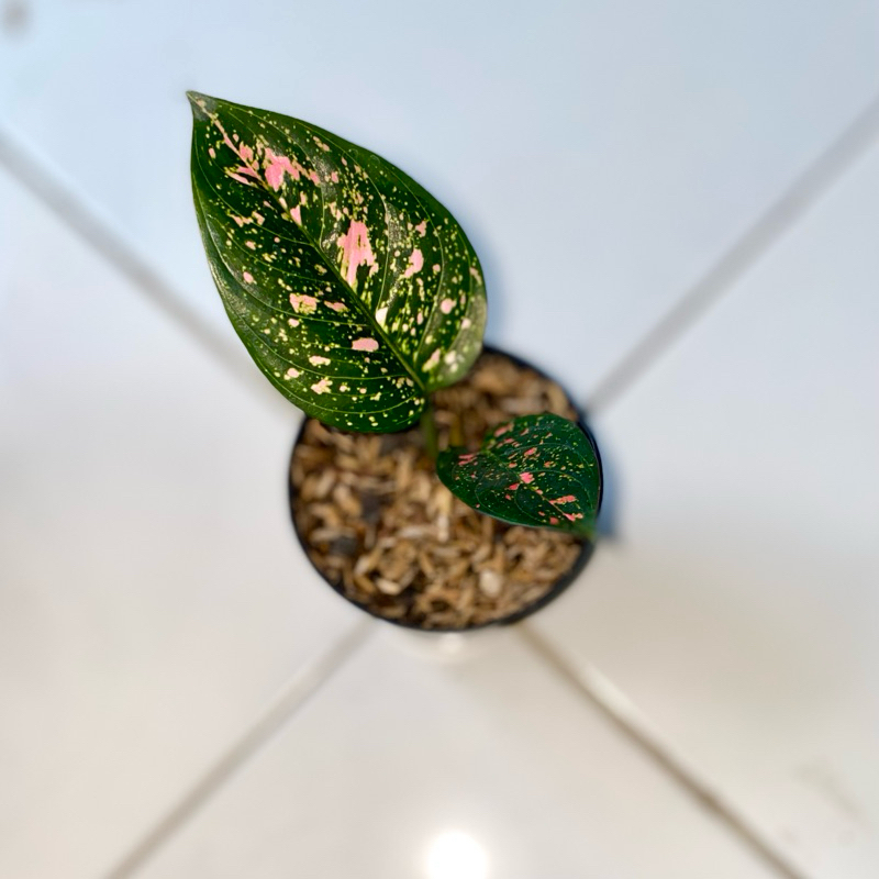 Aglaonema Ruby compacta
