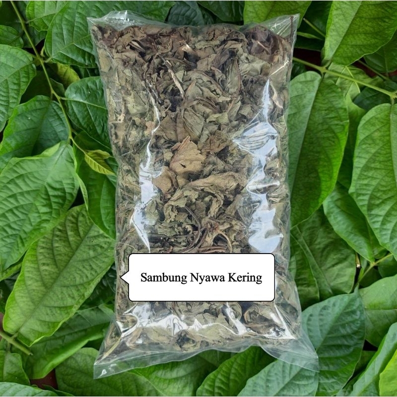 

Jual daun sambung nyawa sambung nyowo