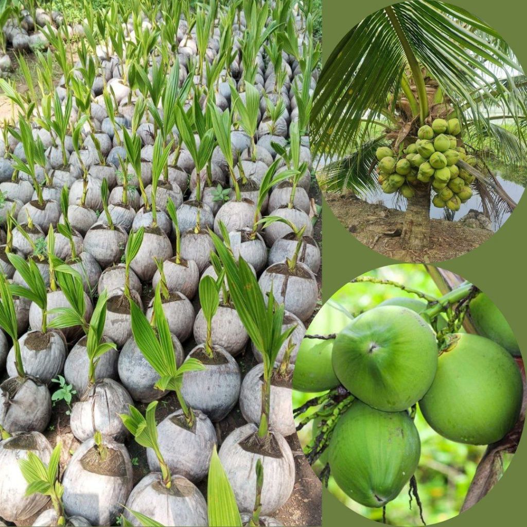 Kelapa Hibrida Hijau Pendek, Kelapa Hibrida, Kelapa Hibrida Buah Besar.