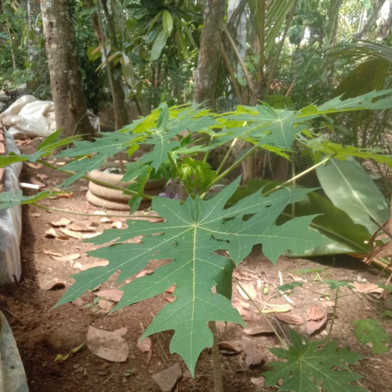 

Daun Pepaya 250 gram