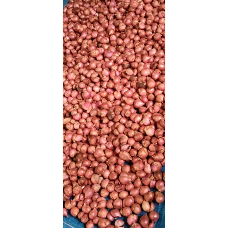 

bawang merah bima ukuran sedang berat 1,5 kg