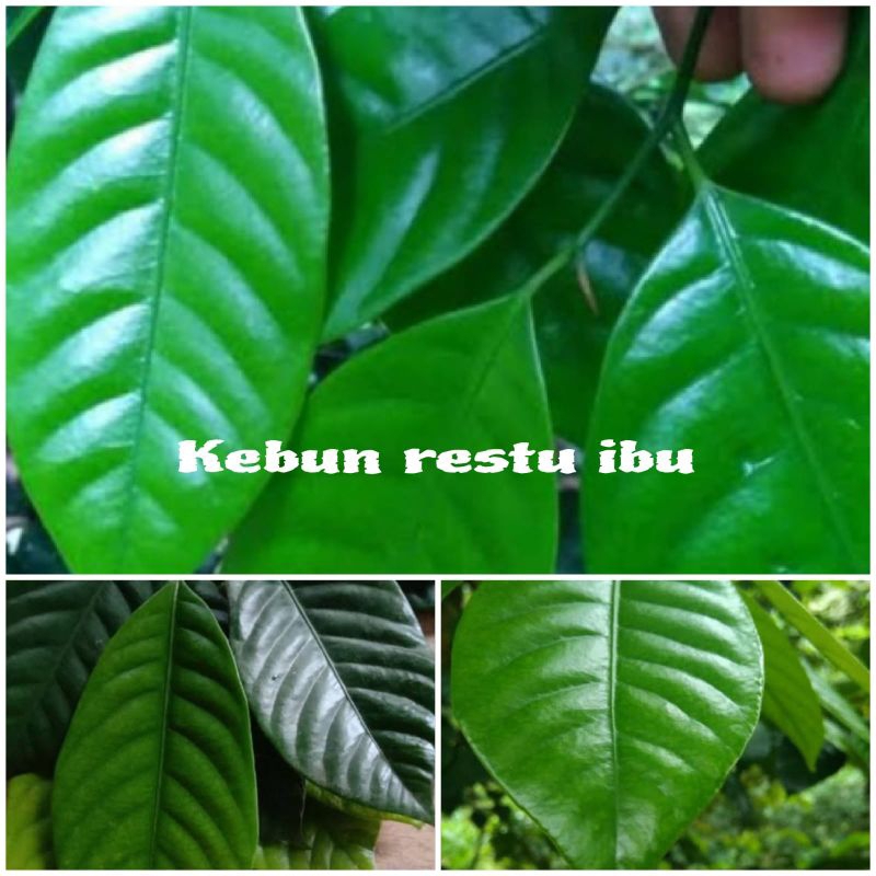 

Daun pala segar fres 300gr murah