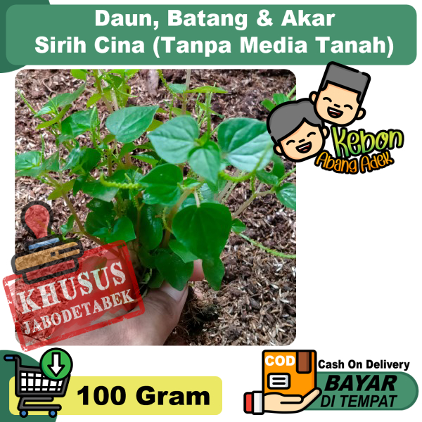 

Daun Sirih Cina 100 Gram Tanpa Media Tanah Obat Herbal Rematik Kolesterol Jerawat