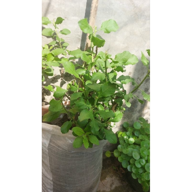 

daun luntas segar 1pack